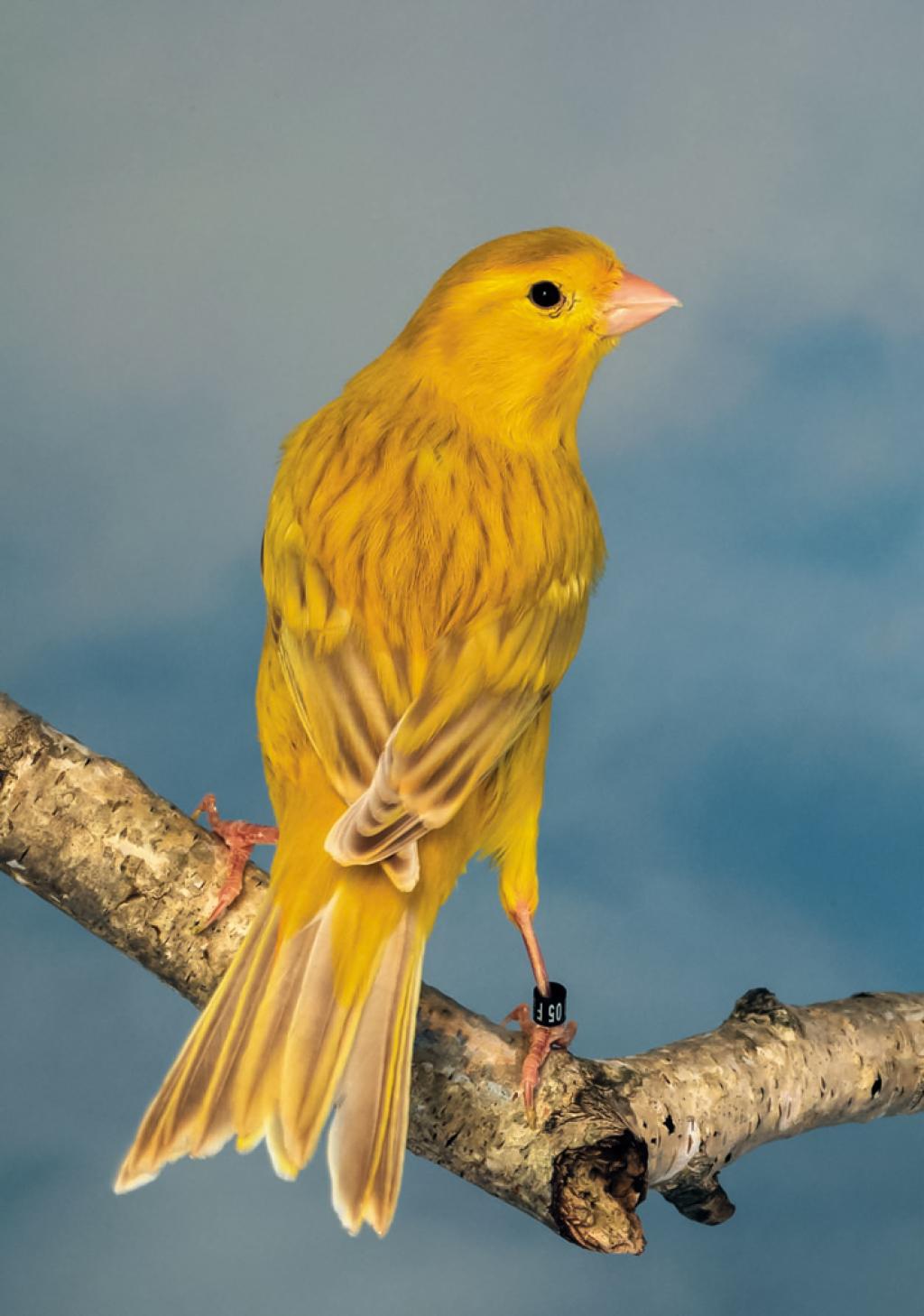 généralité sur les canaris