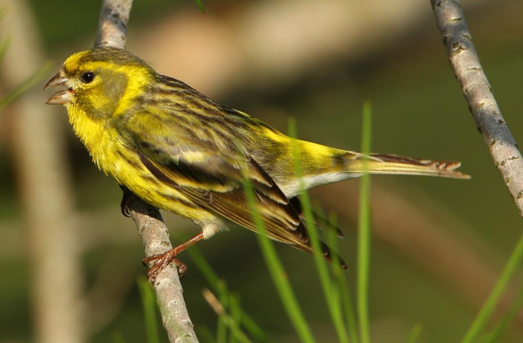 identification du serin cini